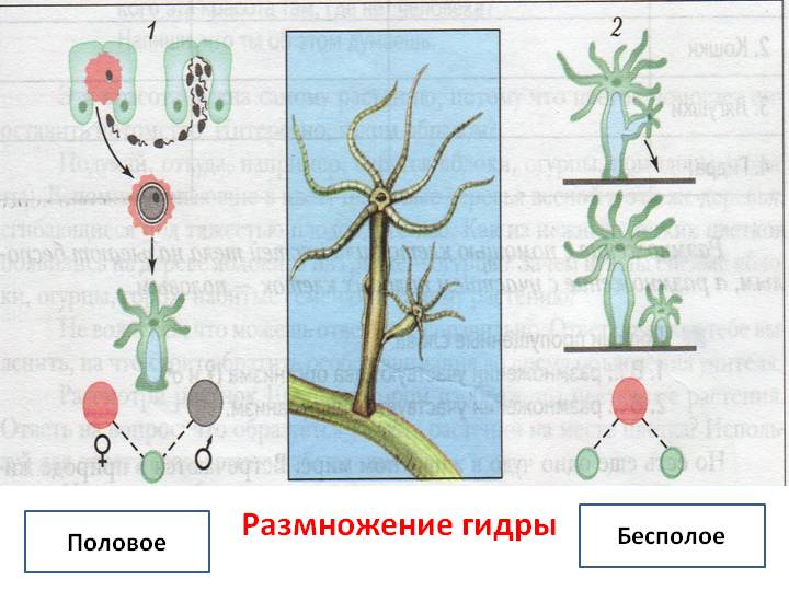 Кракен маркетплейс зеркало